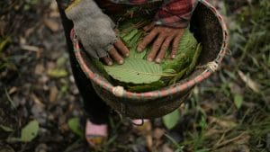Kratom Farmer in Borneo