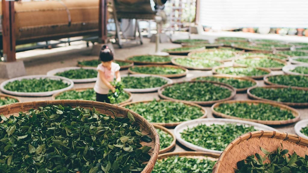 malaysian kratom farmers