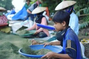 indonesian kratom farmers in putussibau