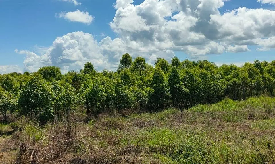jongkong plantation in indonesia