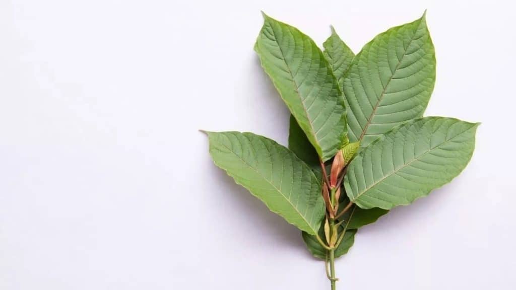Easy Guide To The Best Kratom Dosage Borneohale 1196