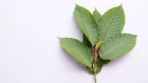 red borneo kratom leaves