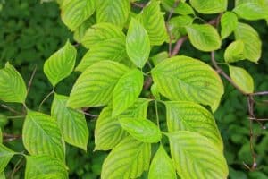 kratom ban