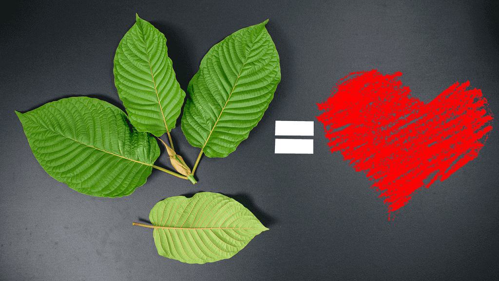 Is Kratom Bad for Your Heart? A Scientific Review – Borneohale