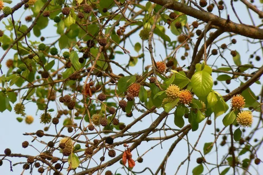 kratom regulation indonesia