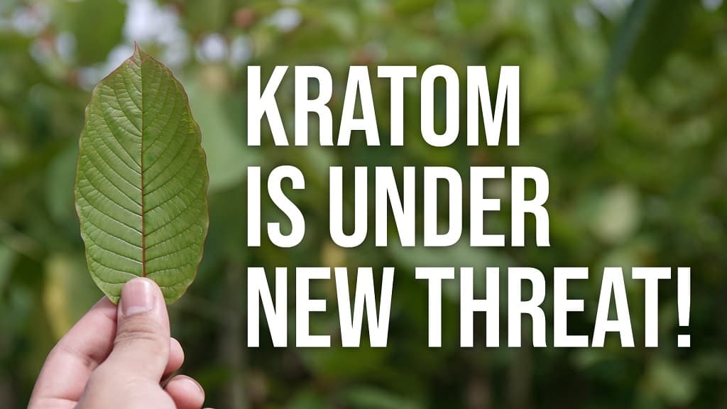 Once Again, Kratom is Under A New Threat by the FDA Borneohale